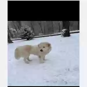 adoptable Dog in Stafford, VA named Finn