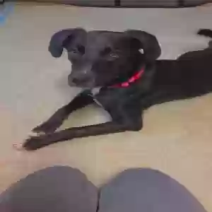 adoptable Dog in Cary, NC named Diamond