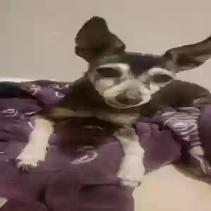 adoptable Dog in Phoenix, AZ named Paquita