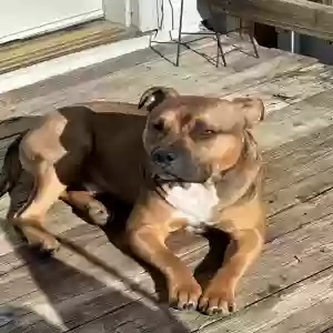 adoptable Dog in Stafford, VA named Oso