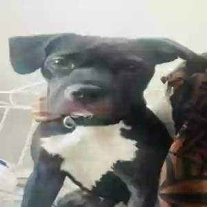 adoptable Dog in Chandler, AZ named Roxy