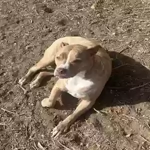 adoptable Dog in Oceanside, CA named Kioa
