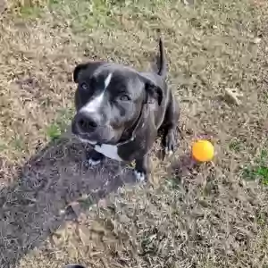 adoptable Dog in Meansville, GA named Wiggles