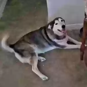 adoptable Dog in Cleveland, TX named Sasha
