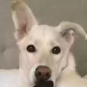 adoptable Dog in Arlington, VA named Inara