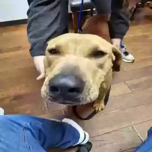 adoptable Dog in Monroe, LA named Stray