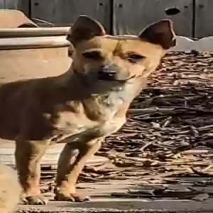 adoptable Dog in Visalia, CA named Bean