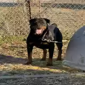 adoptable Dog in Gainesville, TX named Onyx