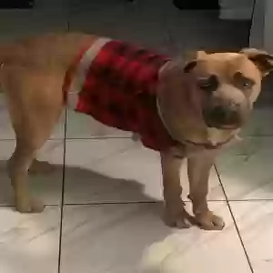 adoptable Dog in North Hollywood, CA named Bruno