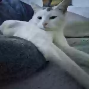 adoptable Cat in Duluth, GA named Matcha