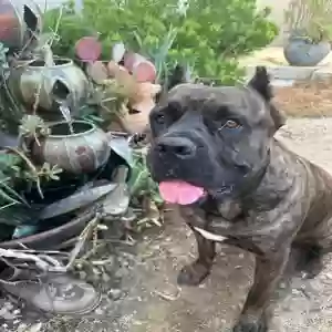 adoptable Dog in Castaic, CA named Zara
