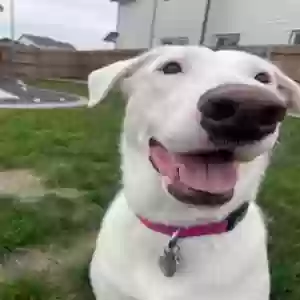 adoptable Dog in Pasco, WA named Lola