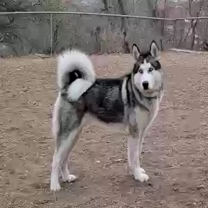 adoptable Dog in Bronx, NY named Lobo