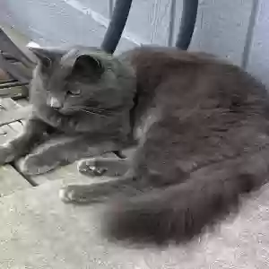 adoptable Cat in Bonanza, OR named Buddy