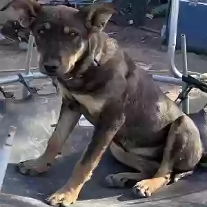 adoptable Dog in Mayer, AZ named Maizie