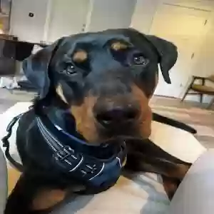 adoptable Dog in Atlanta, GA named Berkeley