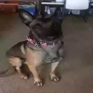 adoptable Dog in Suwanee, GA named Diesel