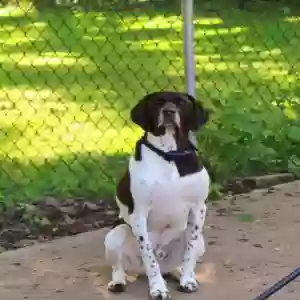 adoptable Dog in Scranton, PA named Tucker