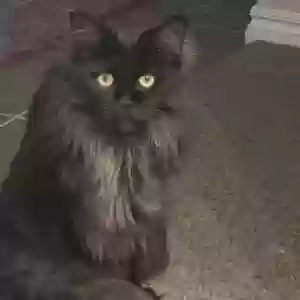 adoptable Cat in Newnan, GA named Smokey