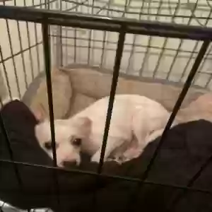 adoptable Dog in Phoenix, AZ named Lucky