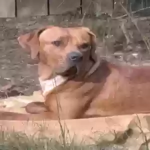adoptable Dog in Jasper, GA named Scooby