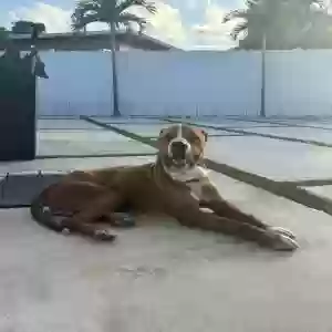 adoptable Dog in Hialeah, FL named Bones