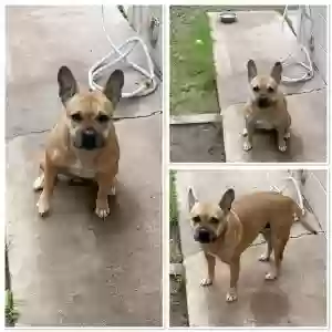adoptable Dog in Phoenix, AZ named Nala