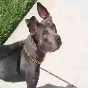 adoptable Dog in Orlando, FL named Saige