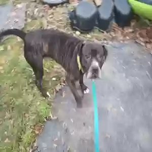 adoptable Dog in Salem, OH named Jaxx
