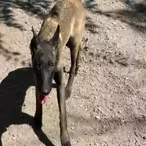 adoptable Dog in Los Banos, CA named Maxine