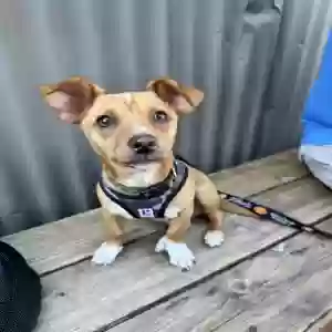 adoptable Dog in San Jose, CA named Milo