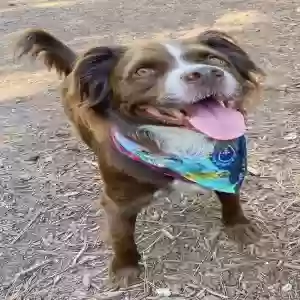 adoptable Dog in Atlanta, GA named Sailor