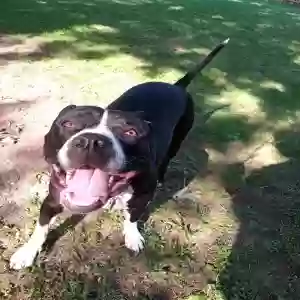 adoptable Dog in Lake Grove, NY named Oreo