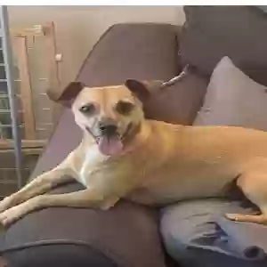 adoptable Dog in Phoenix, AZ named Louie