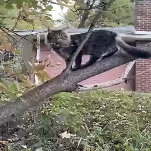 adoptable Cat in Binghamton, NY named Herman
