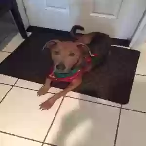 adoptable Dog in Fort Lauderdale, FL named Lulu