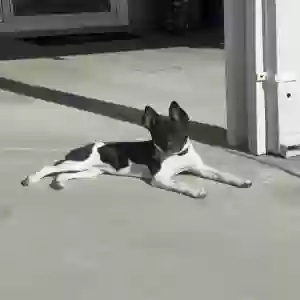adoptable Dog in Rialto, CA named Tank