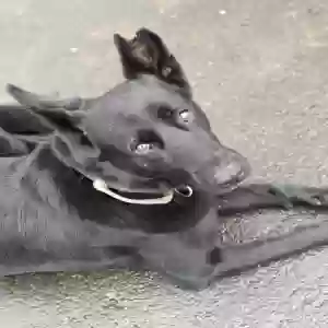 adoptable Dog in Salem, OR named Nova
