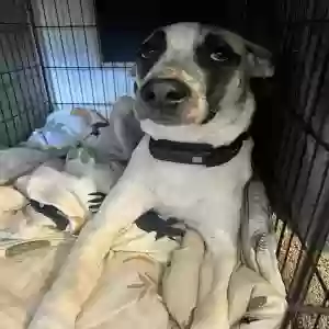 adoptable Dog in Harrison, AR named Lucy
