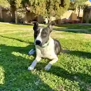 adoptable Dog in Phoenix, AZ named Atlas