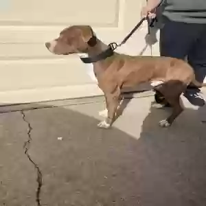 adoptable Dog in Sacramento, CA named Biggie