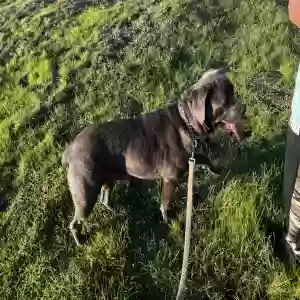 adoptable Dog in Santa Rosa, CA named Kona
