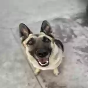 adoptable Dog in Compton, CA named Skye