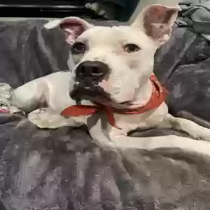 adoptable Dog in Mira Loma, CA named Hazel