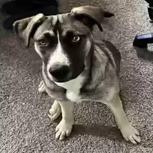 adoptable Dog in Aurora, CO named Tozi