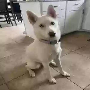 adoptable Dog in Orem, UT named Nova