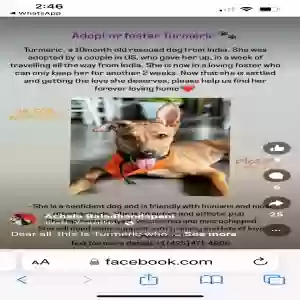 adoptable Dog in San Francisco, CA named Turmeric