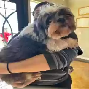 adoptable Dog in Converse, TX named Mila