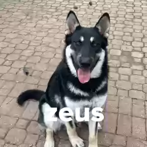 adoptable Dog in Spring, TX named Zeus