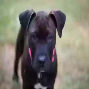 adoptable Dog in Cumming, GA named Pepper